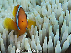 anemonefish sp. in anemone. by Marc Kuiper 